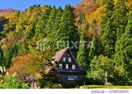 世界遺産　五箇山合掌造り集落　秋景色	 129020003