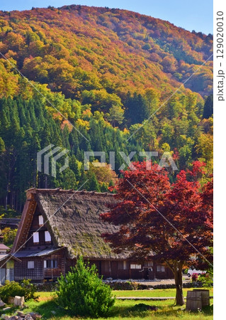 世界遺産　白川郷合掌造り集落　秋景色	 129020010