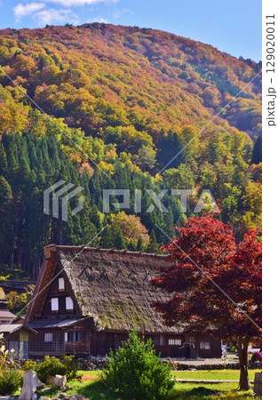 世界遺産　白川郷合掌造り集落　秋景色 129020011