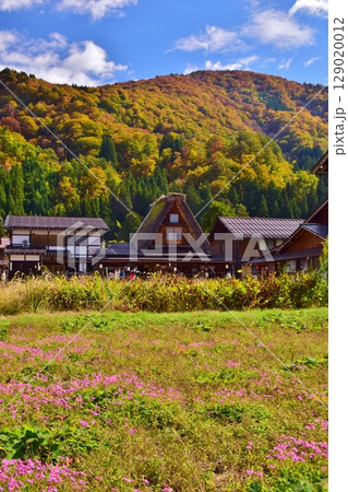 世界遺産 白川郷合掌造り集落 秋景色 世界遺産 白川郷合掌造り集落 秋景色 129020012