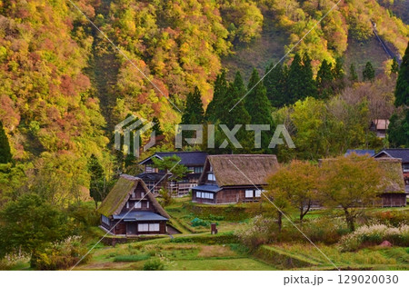 世界遺産　五箇山合掌造り集落　秋景色	 129020030