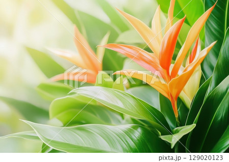 Lush tropical jungle showcasing bright orange flowers amidst vibrant green foliage under soft sunlight 129020123