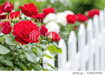 Vibrant red roses bloom in a lush garden surrounded by deep green foliage and a charming white picket fence Vibrant red roses bloom in a lush garden surrounded by deep green foliage and a charming white picket fence 129020468