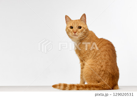 Ginger cat sitting and looking back with curious calm expression on white studio background 129020531