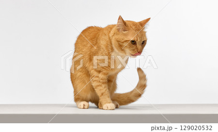 Ginger cat licking nose while standing on white surface Ginger cat licking nose while standing on white surface 129020532