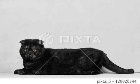 Black cat lying sideways on floor with calm attentive gaze 129020544