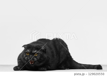 Black cat hissing with bared teeth and intense expression on white backdrop 129020550