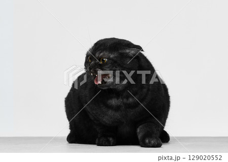 Black cat with wide alert eyes sitting against plain background Black cat with wide alert eyes sitting against plain background 129020552