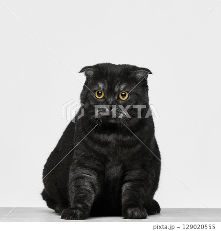 Black cat sitting upright against light background with intense stare Black cat sitting upright against light background with intense stare 129020555