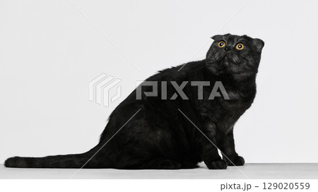 Black Scottish Fold cat sitting on white background with focused expression 129020559