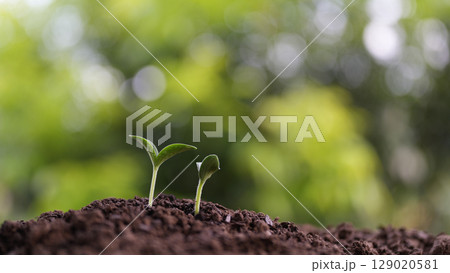 Closeup of small pumpkin sprouts growing with lush background 129020581