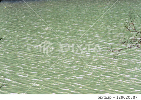 池の水面に風が波紋を作る01 池の水面に風が波紋を作る01 129020587