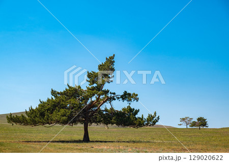 unusually shaped pine tree stands alone in expansive green field under clear blue sky during midday. 129020622