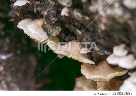 倒木に生えたキノコ03 倒木に生えたキノコ03 129020655