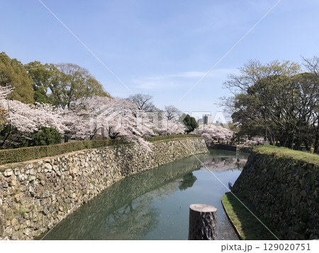 姫路城のお堀に咲く桜 姫路城のお堀に咲く桜 129020751
