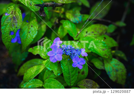 僅かな光と雨に濡れた紫陽花 129020887