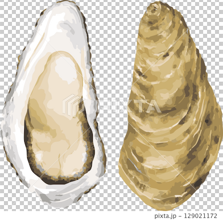 開いた牡蠣の手描きイラスト 開いた牡蠣の手描きイラスト 129021172
