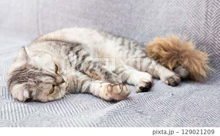 Calm relaxed gray scottish fold cat lies on gray sofa Calm relaxed gray scottish fold cat lies on gray sofa 129021209