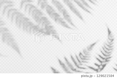 Shadow overlay from a fern branch isolated on a transparent background. 129021584