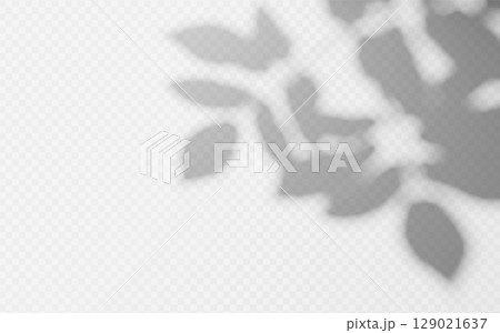 Abstract shadow overlay from foliage tree branch on a transparent background. 129021637
