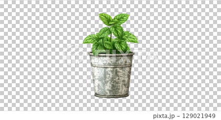 Potted Mint Plant In Rustic Metal Container. Fresh Herb For Culinary And Aromatic Uses Isolated On Transparent Background 129021949