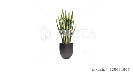 Potted Snake Plant. Indoor Air Purification And Modern Home Decor Isolated On Transparent Background 129021967