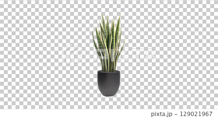 Potted Snake Plant. Indoor Air Purification And Modern Home Decor Isolated On Transparent Background 129021967