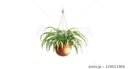 Hanging Spider Plant In Terracotta Pot. Indoor Air Purification And Home Decor Isolated On Transparent Background 129021968
