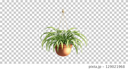 Hanging Spider Plant In Terracotta Pot. Indoor Air Purification And Home Decor Isolated On Transparent Background 129021968