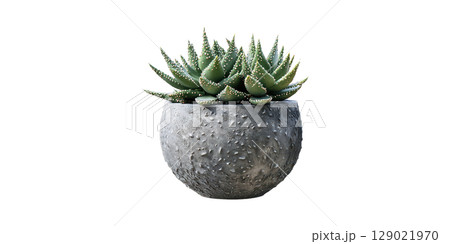 Succulent Plant In Textured Concrete Pot. Modern Indoor Gardening And Home Decor Isolated On Transparent Background 129021970