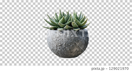Succulent Plant In Textured Concrete Pot. Modern Indoor Gardening And Home Decor Isolated On Transparent Background 129021970