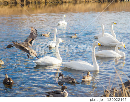 川辺の水鳥達 川辺の水鳥達 129022165