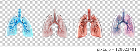 Lung Anatomy Illustrations Set. Respiratory System And Health Education Collection Isolated On Transparent Background 129022401