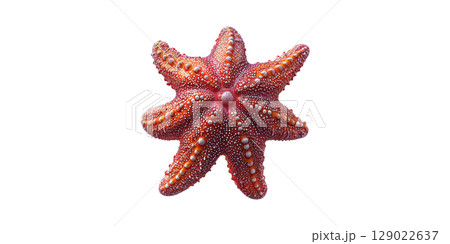 Red Starfish. Marine Life And Oceanic Beauty In Detailed Close-Up Isolated On Transparent Background 129022637