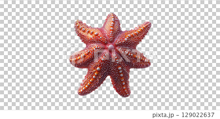Red Starfish. Marine Life And Oceanic Beauty In Detailed Close-Up Isolated On Transparent Background 129022637
