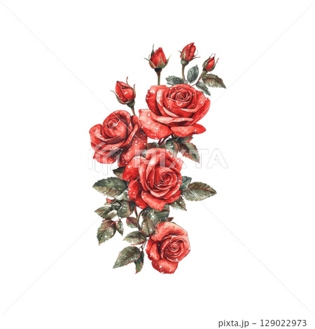 Red Roses With Dew Drops. Symbol Of Love And Romance In Nature Illustration Isolated On Transparent Background 129022973