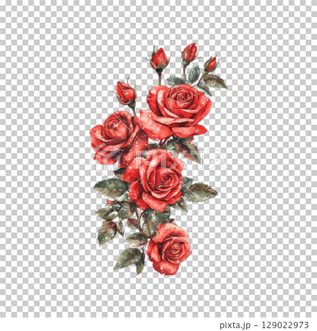 Red Roses With Dew Drops. Symbol Of Love And Romance In Nature Illustration Isolated On Transparent Background Red Roses With Dew Drops. Symbol Of Love And Romance In Nature Illustration Isolated On Transparent Background 129022973