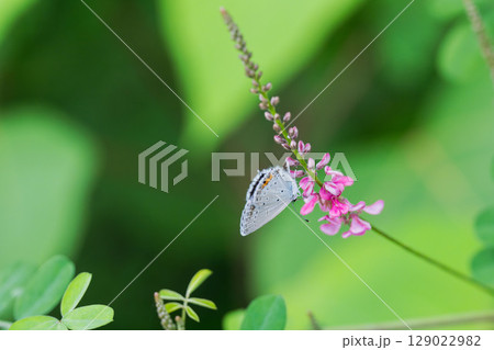 梅雨の野山　ツバメジジミ蝶01 129022982
