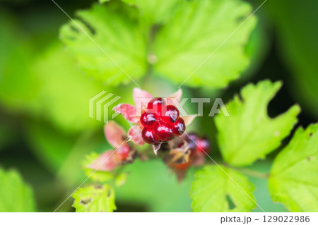 梅雨の野山　ナワシロイチゴの実04 129022986