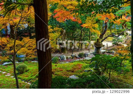 紅葉に彩られた竹林院の庭園 129022996