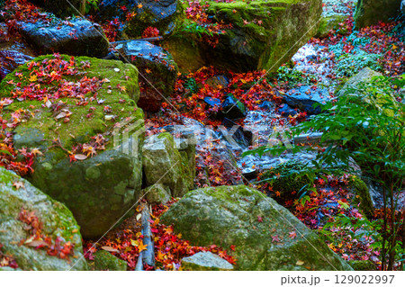 紅葉に彩られた竹林院の庭園 紅葉に彩られた竹林院の庭園 129022997