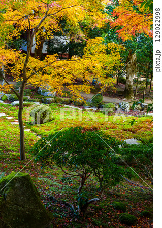 紅葉に彩られた竹林院の庭園 129022998