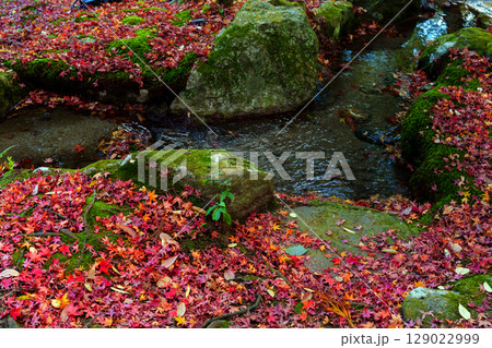 紅葉のある風景 129022999