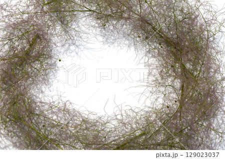 スモークツリーのドライフラワーのリース台    129023037