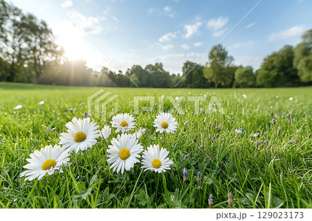 Close-up View of White Daisies Nestled in Lush Green Grass Under Bright Sky 129023173