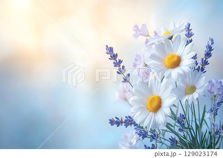 Beautiful arrangement of daisies and lavender with soft pastel background and warm light 129023174