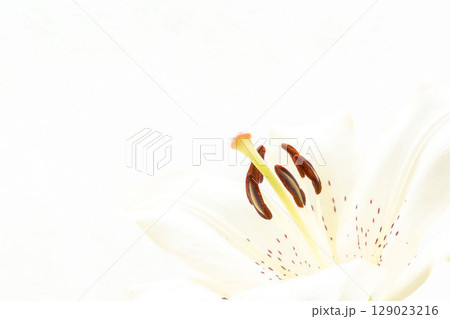 百合の白い花を白背景でマクロ撮影31 129023216
