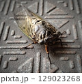 歩む蝉のクローズアップ 129023268