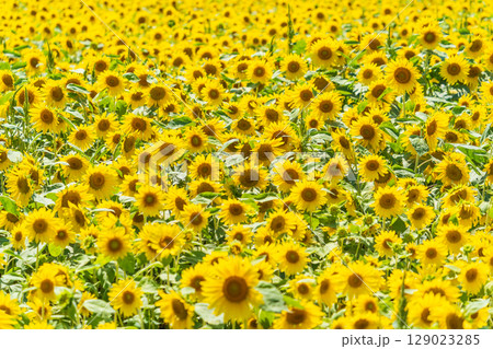 「青森県」ヒマワリ畑の風景 129023285