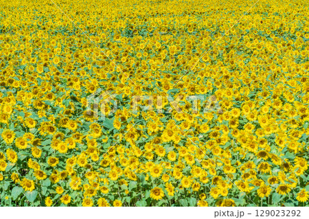 「青森県」ヒマワリ畑の風景 129023292